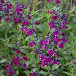 Salvia Violette de Loire  'barsal'